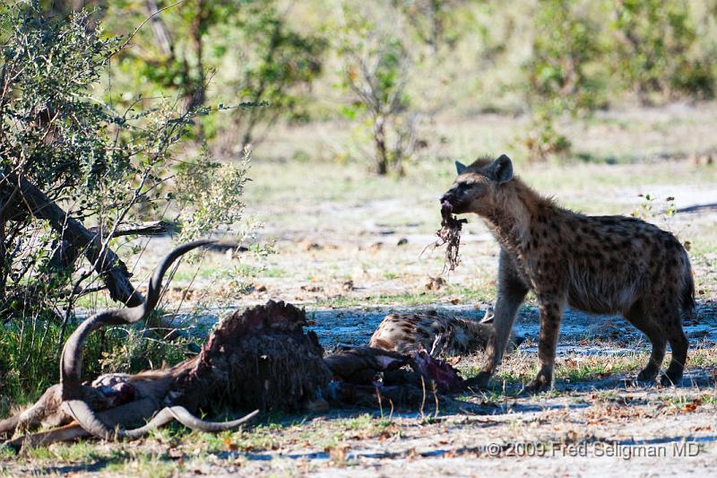 20090617_172259 D300 (6) X1.jpg - Hyena Feeding Frenzy, Part 2. There is still areas where the Hyena finds meat